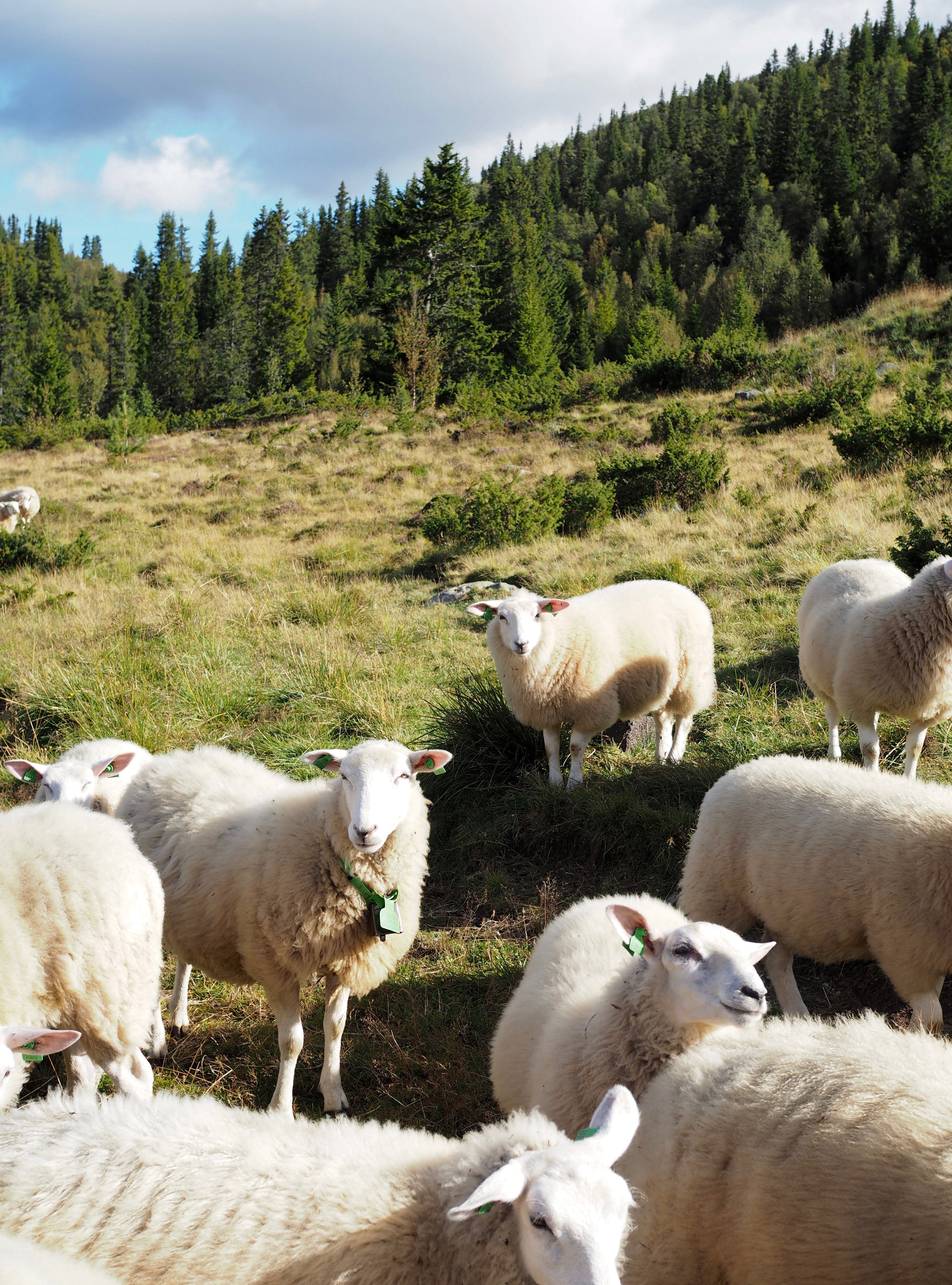 A Norwegian Seter {Mountain Farm Life}