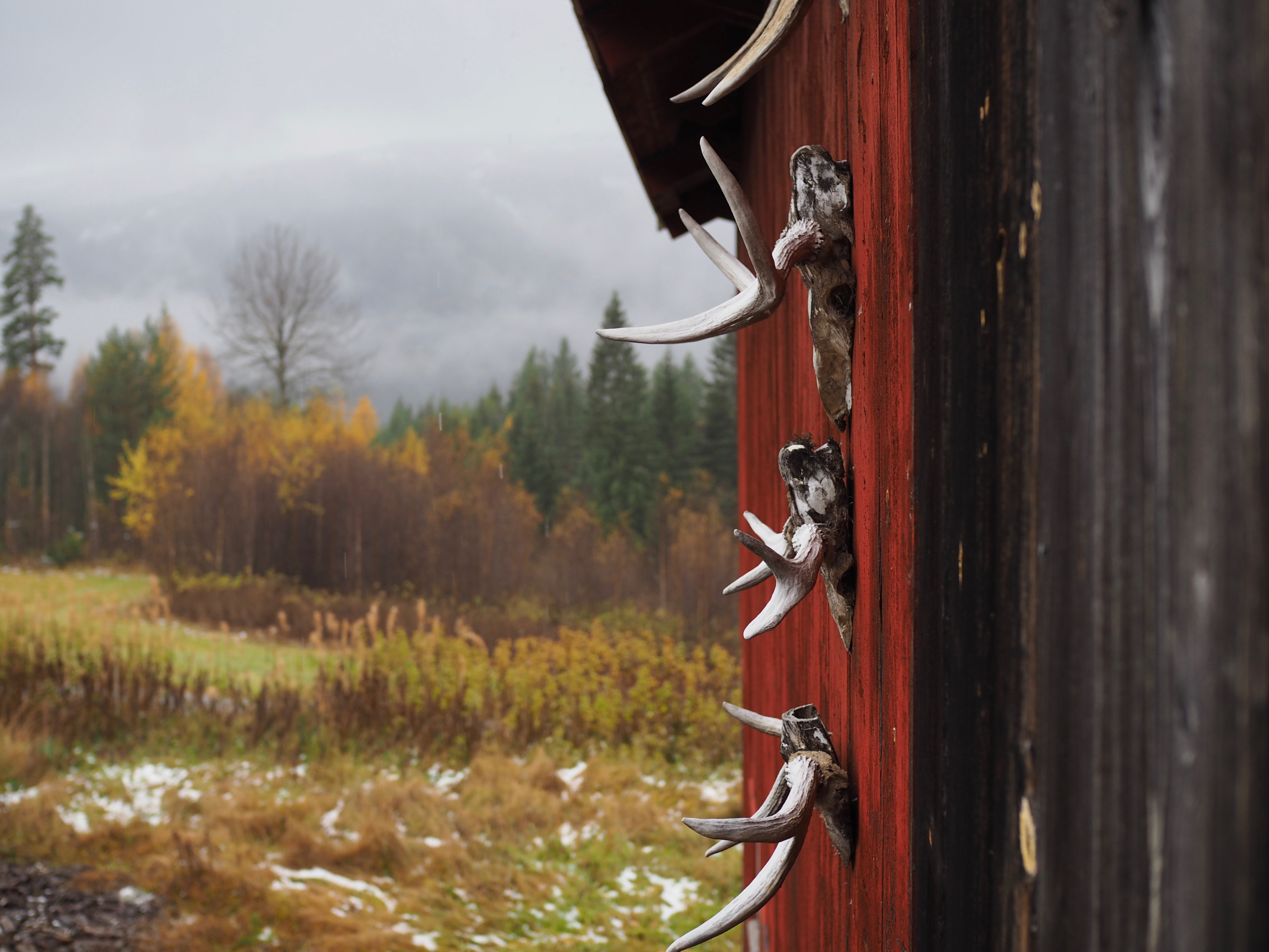 The Hunt {Elgjakten}