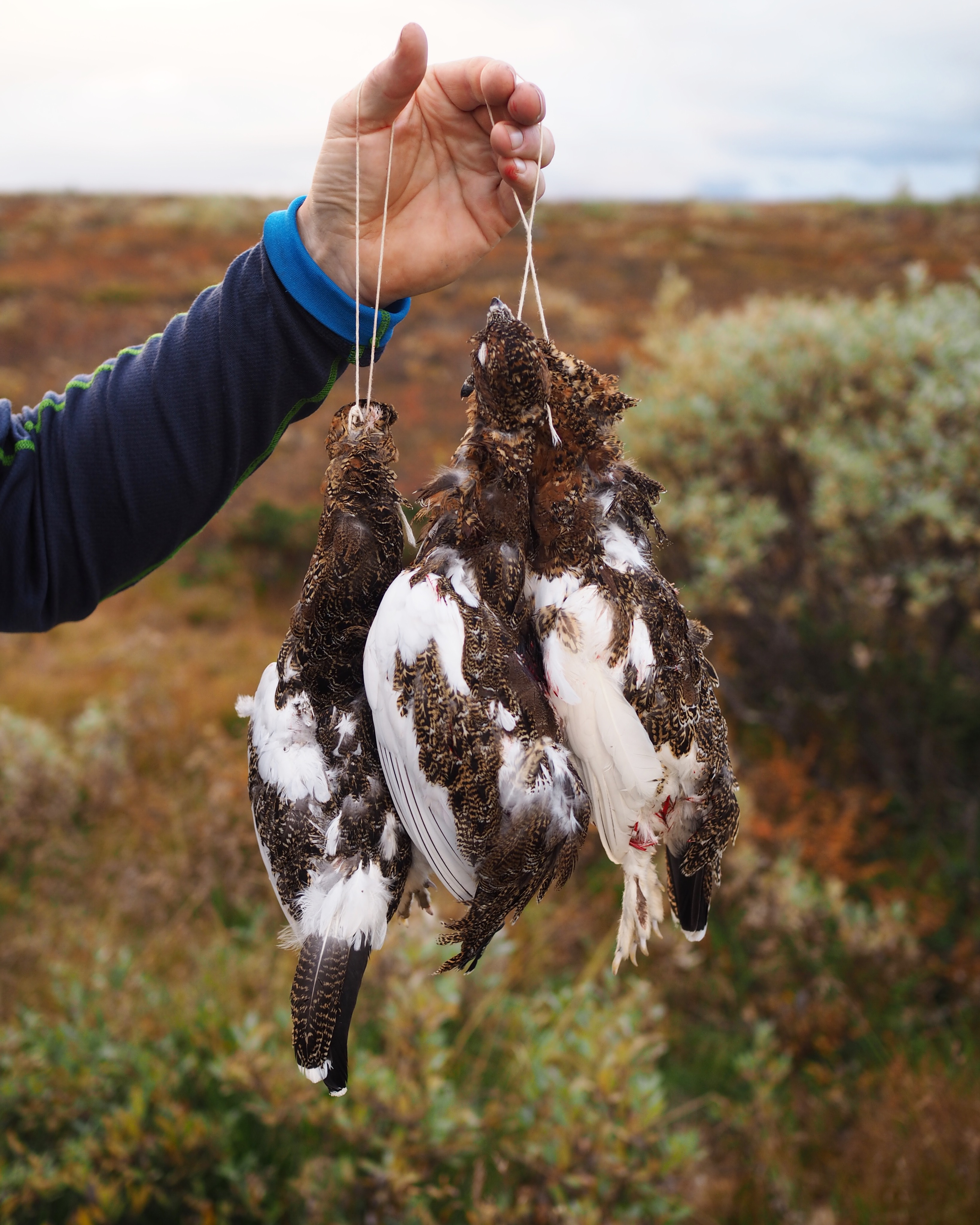 The Grouse Hunt {Rypejakt} + Seared Grouse Breasts with a Creamy Sauce
